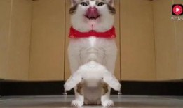 娱乐吃瓜猫咪视频,猫咪吃瓜视频大盘点