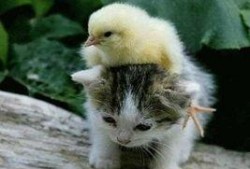 娱乐吃瓜小猫咪小说免费阅读,揭秘娱乐圈幕后风云