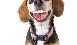 娱乐吃瓜酱狗带上牙,狗带上牙的神秘魅力揭秘