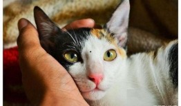 娱乐吃瓜酱猫妈妈视频大全,萌宠视频大全集锦