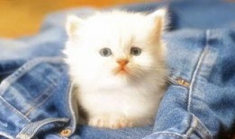 娱乐吃瓜茶小猫,揭秘茶小猫的幕后故事