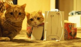 娱乐吃瓜茶小猫,揭秘茶小猫的幕后故事