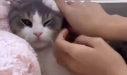 娱乐吃瓜君网红虐猫